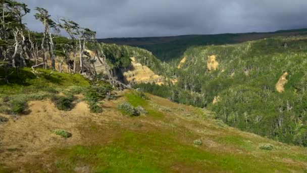 Punta Arenas Forrest Hike with Ocean View — Stock Video