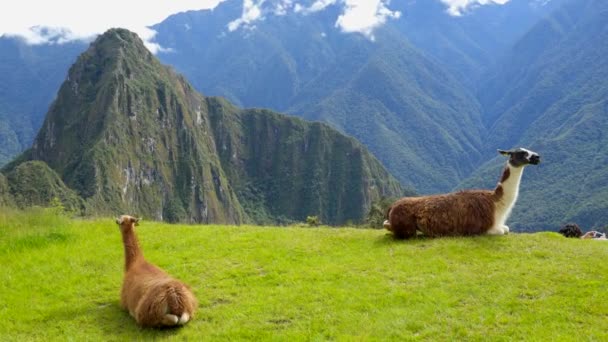 Lama in de top van de Machu Pichu — Stockvideo