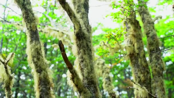 Punta Arenas Forrest vandra med havsutsikt — Stockvideo