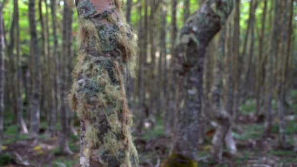 Punta Arenas Forrest wandeling met uitzicht op de Oceaan — Stockvideo