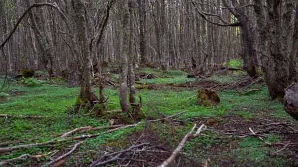 Punta Arenas Forrest Caminata Con Vista Mar Chile — Vídeos de Stock