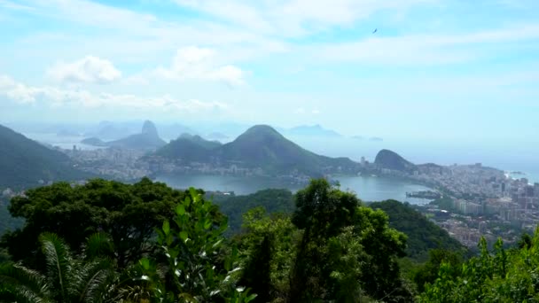 Rio De Janeiro Tijuca Forrest — Video Stock