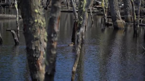 Paysages et lacs d'Ushuaia en Argentine — Video