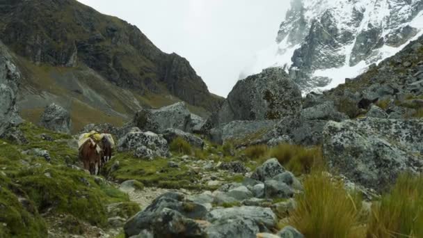 Salkantay Trekking in den Bergen — Stockvideo