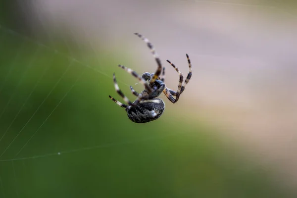 Pavouk na webu Řecko – kempy — Stock fotografie
