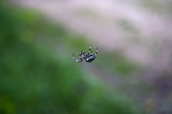 Spider on the Web in Greece Camping — Stock Photo, Image