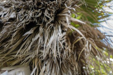 Italya 'da Civitavecchia plajında palmiye ağacı