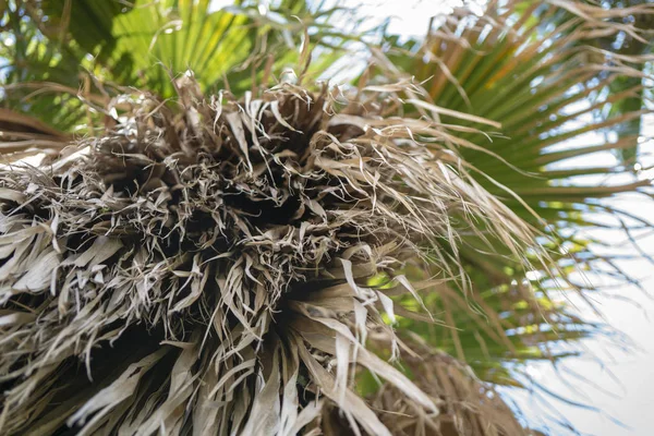 Пальма-дерево на пляже Чивитавеккья в Италии — стоковое фото