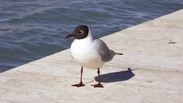 Seagull in de haven van Venetië, Italië — Stockvideo