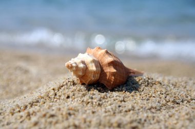 Bir sahil kumu kabuk. Kabuklu deniz ürünleri bir kum üzerinde. Kabuk üzerinde bir deniz kıyısı.