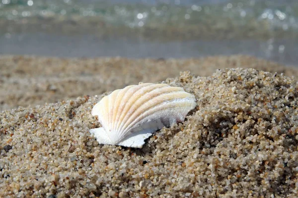 Shell on a beach sand. Shell on a seashore. Shellfish on a sand.