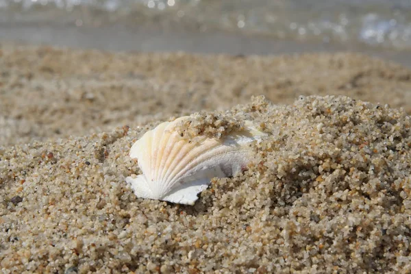 Shell on a beach sand. Shell on a seashore. Shellfish on a sand.