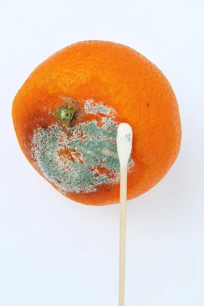 腐ったオレンジ色 腐ったオレンジの癒し 食品保護 — ストック写真