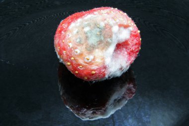 Küflü çilek. Kötü meyve. Kötü çilek.