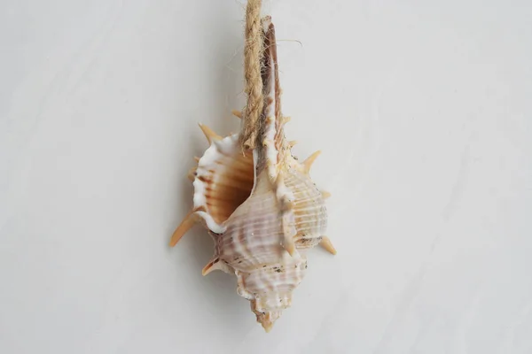 Sea shell as a wall decoration. Sea shell.