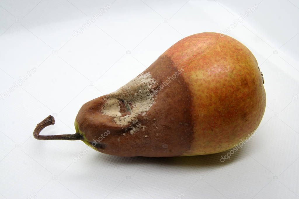 Bad pear. Bad fruit. Molded pear. Molded fruit. Bad food.
