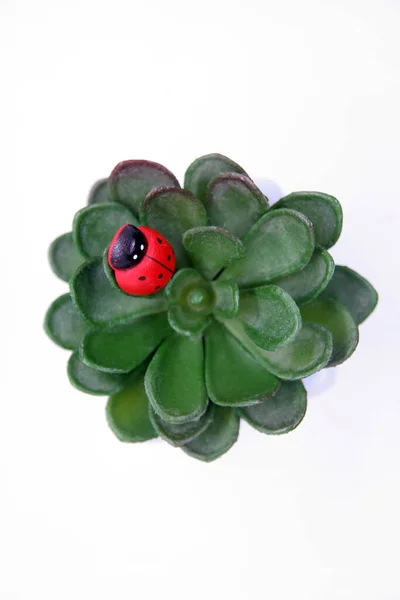 Lady Bird Home Flowers Lady Bird Cactus — Foto de Stock