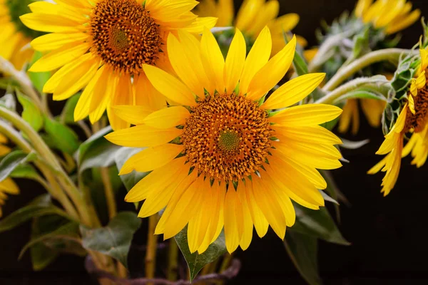 bouquet of decorative sunflowers closeup