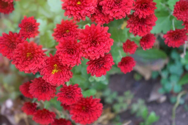 Autumn Flowers Flowerbed Garden Sunset Light — Stock Photo, Image