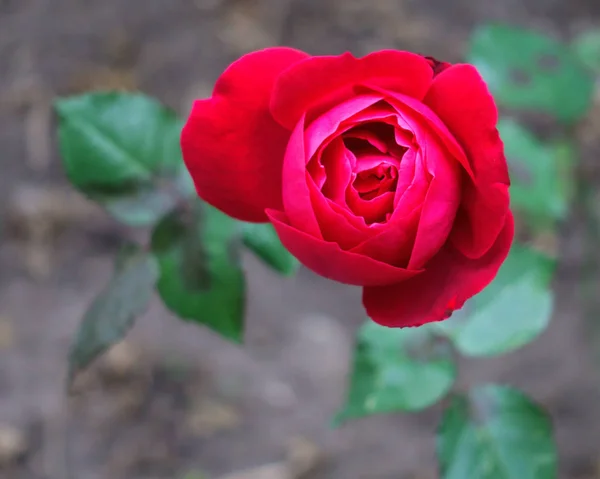 Rosas Otoño Jardín Amanecer — Foto de Stock