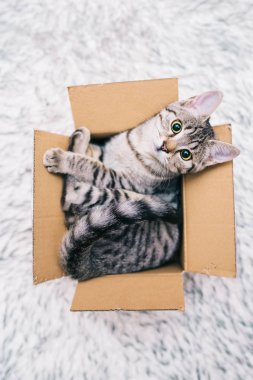 Bir karton kutu içinde genç kedi
