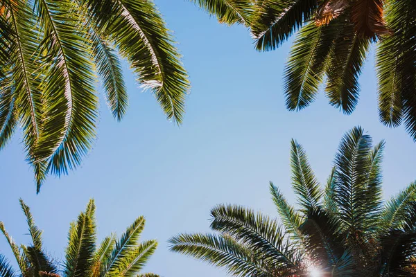 Palmeras Con Cielo Azul —  Fotos de Stock