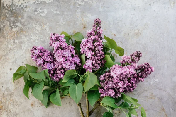 Buket lilac — Stok fotoğraf