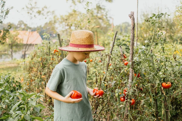 Menino no jardim segurando tomates — Fotografia de Stock