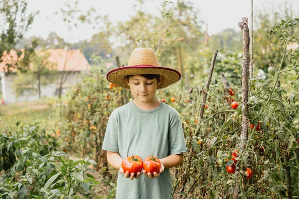 トマトを持つ庭の少年 — ストック写真