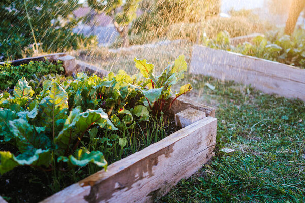 Watering vegetables in raised bed