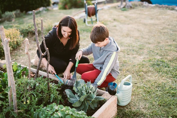 Mor Och Son Arbetar Grönsaksträdgård — Stockfoto