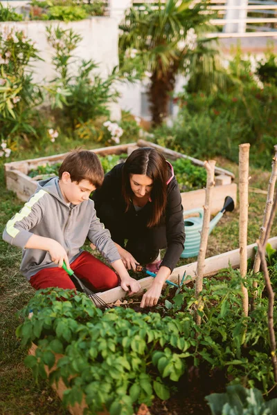 Mãe Filho Trabalhando Uma Horta — Fotografia de Stock