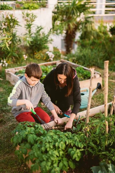 在蔬菜园工作的母亲和儿子 — 图库照片