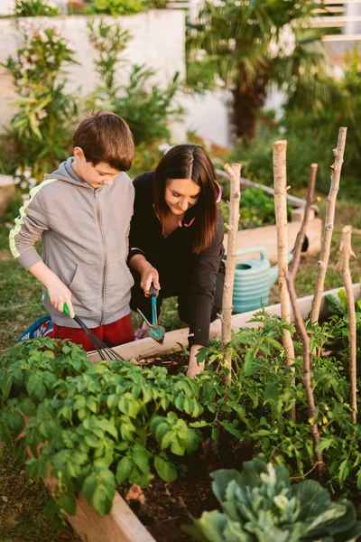 Mutter Und Sohn Arbeiten Gemüsegarten — Stockfoto