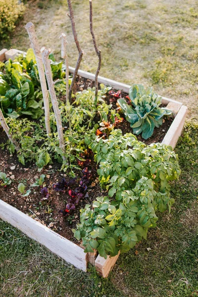 Raised Bed Selection Vegetables — Stock Photo, Image