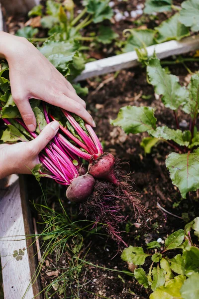 Hand Houden Verse Rijpe Kevers Verhoogde Bed Tuin — Stockfoto