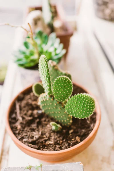 Opuntia Cactus Pot Téracotta — Photo