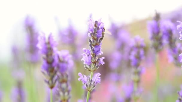 Lavendel Mediterrane Tuin — Stockvideo