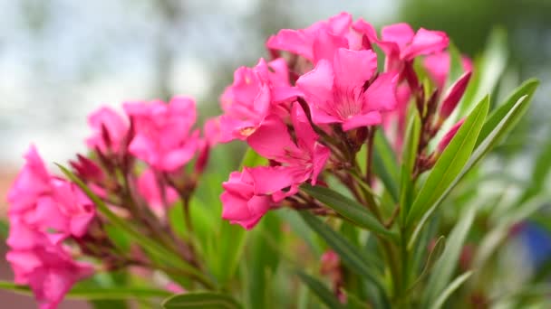 Oleander Στον Μεσογειακό Κήπο — Αρχείο Βίντεο