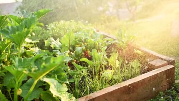 野菜の庭に水をやる 起き上がりベッド — ストック動画