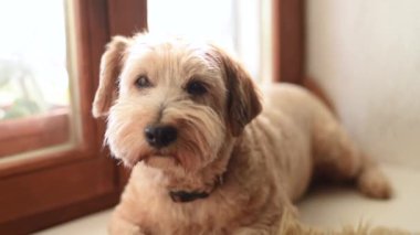 Pencerede uyuyan köpek