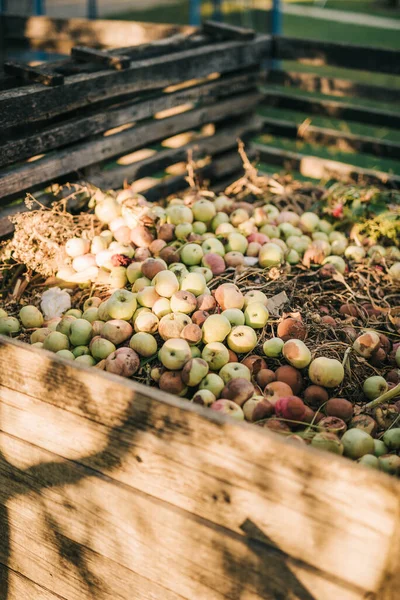堆肥ヒープ上の腐ったリンゴ — ストック写真