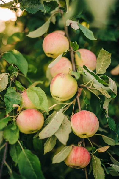 木の枝に成長するリンゴのグループ — ストック写真