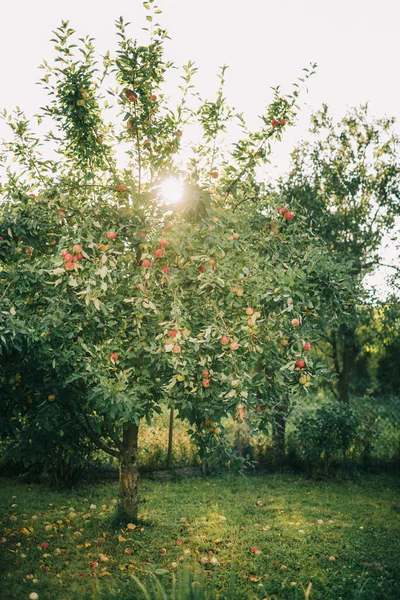 นแอปเป ลในสวนแอปเป — ภาพถ่ายสต็อก
