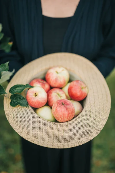 新鮮なリンゴを帽子に入れる — ストック写真