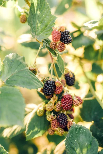 花园里灌木丛中的黑莓 — 图库照片
