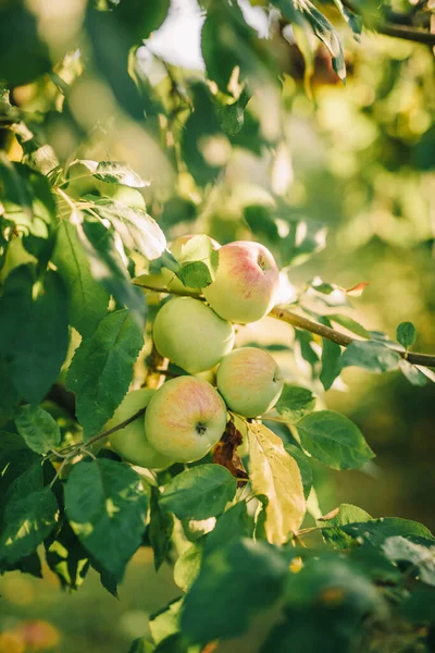 木の枝に成長するリンゴのグループ — ストック写真
