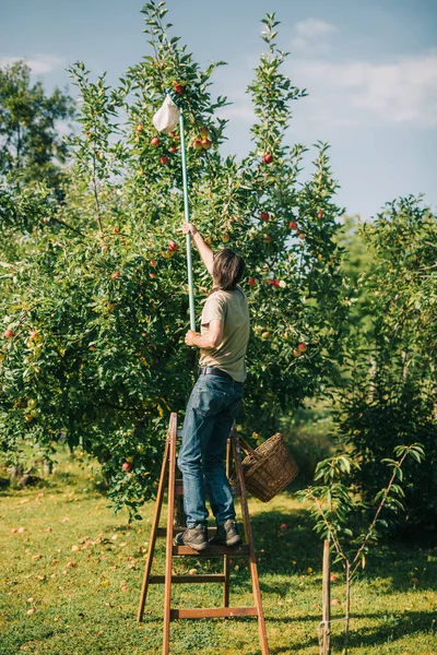 Homme Cueillant Des Pommes Dans Arbre — Photo