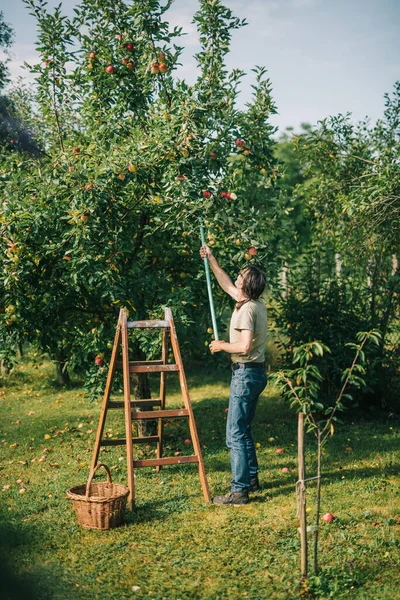 人从树上摘苹果 — 图库照片