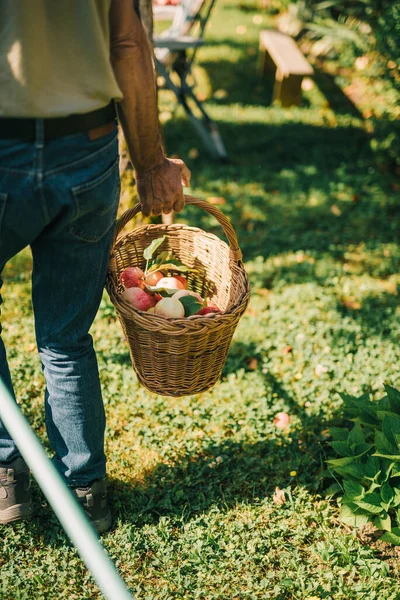 Man Carries Basket Fresh Apples — Stock Photo, Image